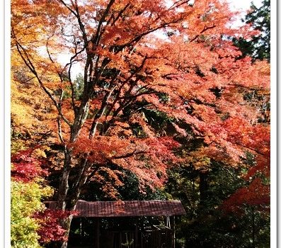 [2007 楓京都] 從秋天的京都，回來了