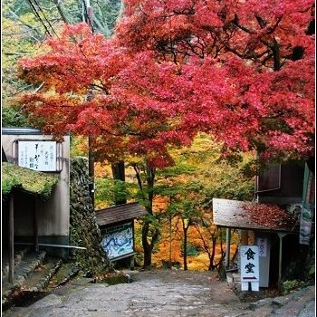 [2007 楓京都] 去京都的高雄．賞美麗的楓