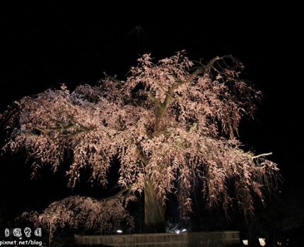 [旅行地圖] 京都．圓山公園的粉紅夜色