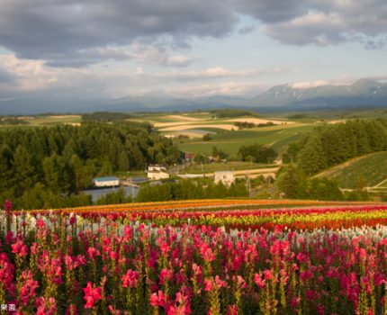 [北海道夏之旅] 美瑛。四季彩之丘的彩色花海＆新榮之丘看夕陽
